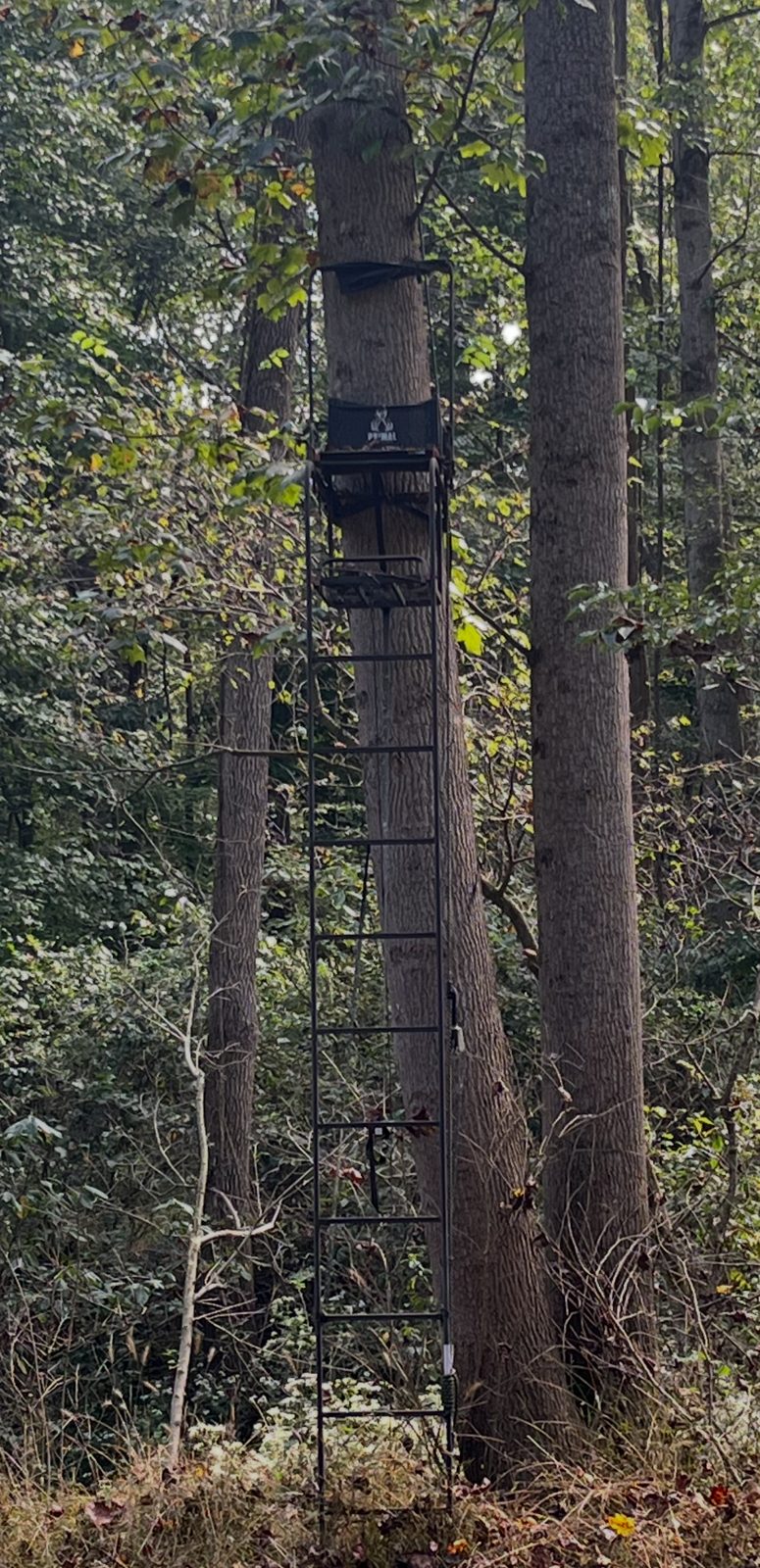 Ladder stand set back in the timber