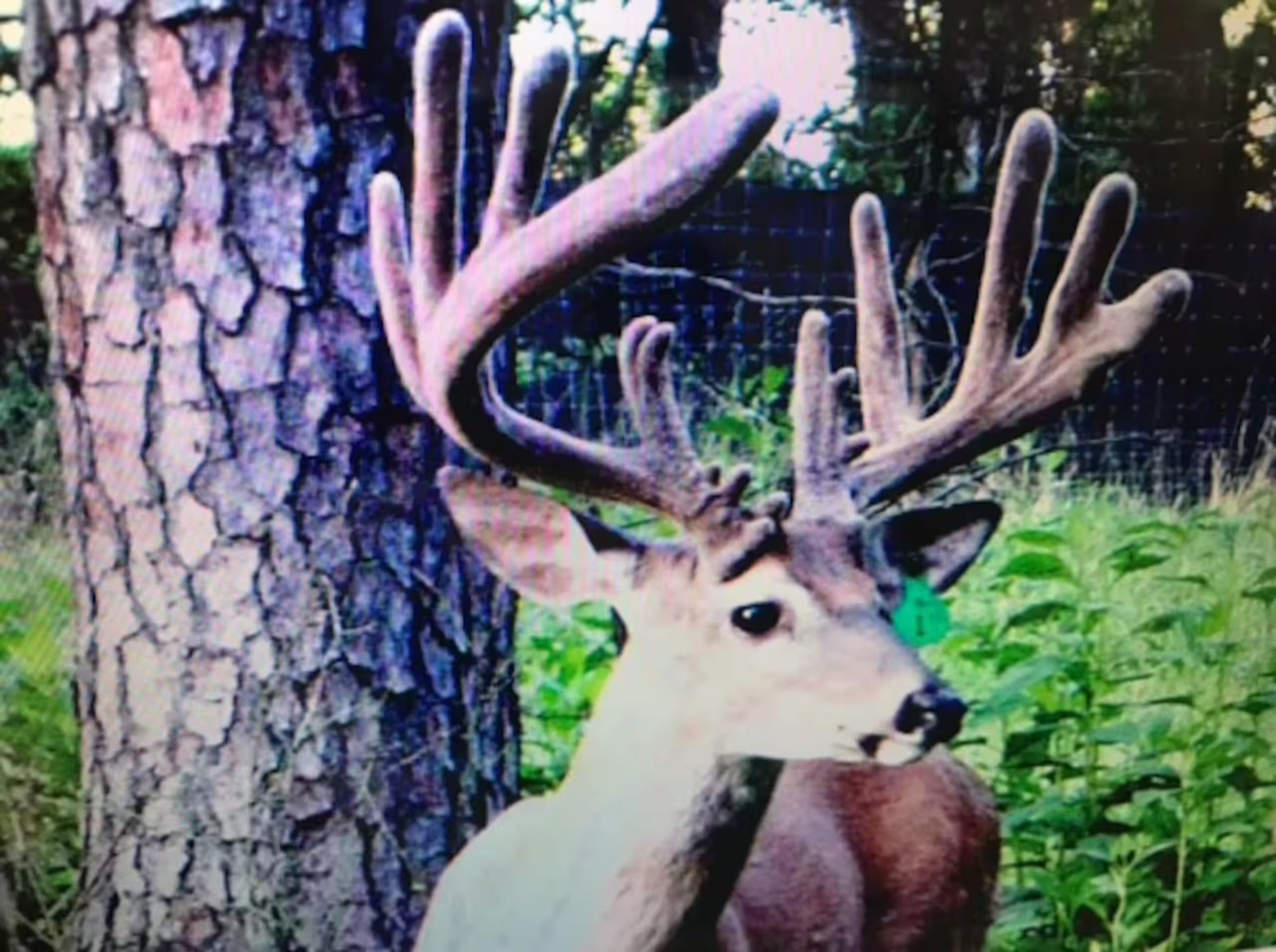 Trail camera photo of a large buck on the property