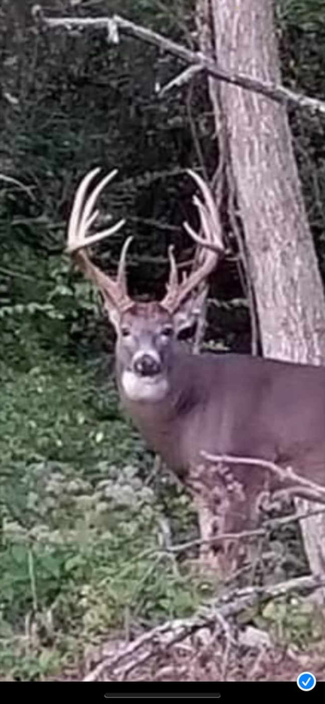 Trail camera photo of a buck in the woods near the cabin
