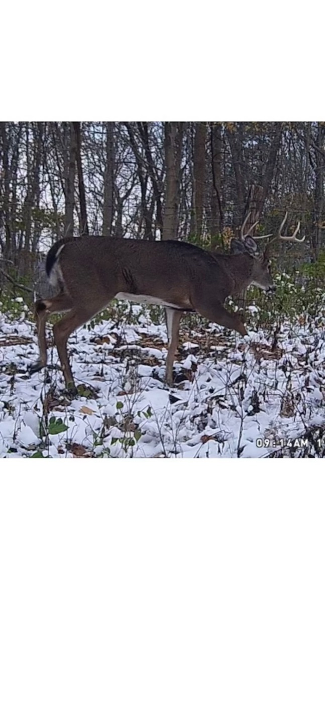 Trail camera photo of a deer crossing a snowy trail on the property